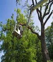 Milford Tree Removal Pros image 1